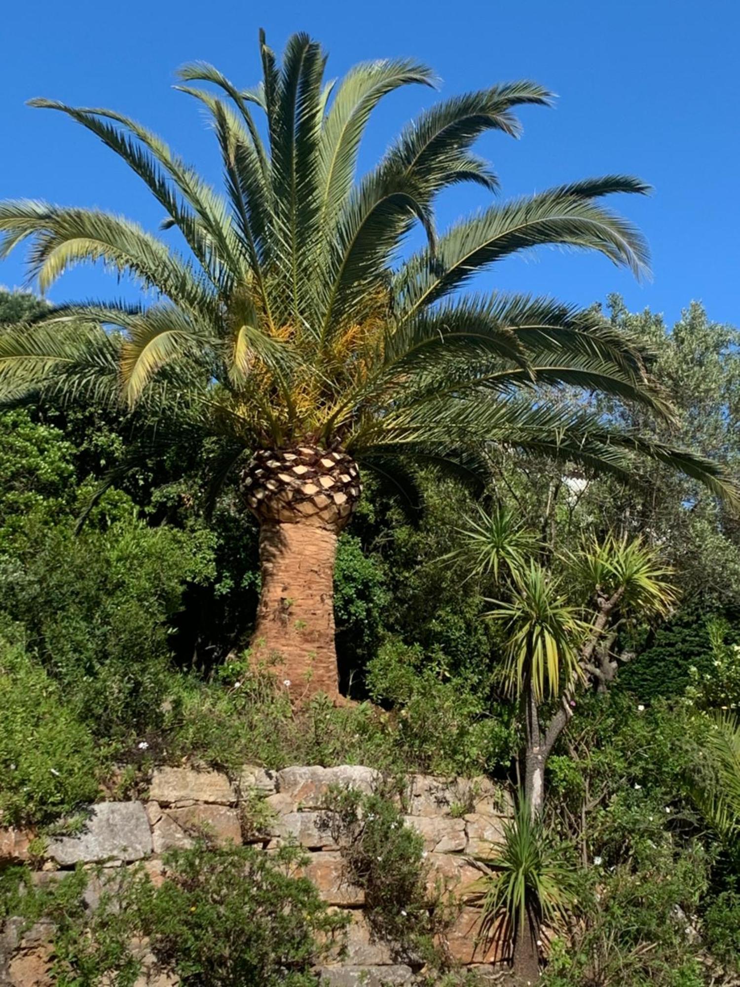 Bed and Breakfast Paradis Provencal à Sainte-Maxime Extérieur photo